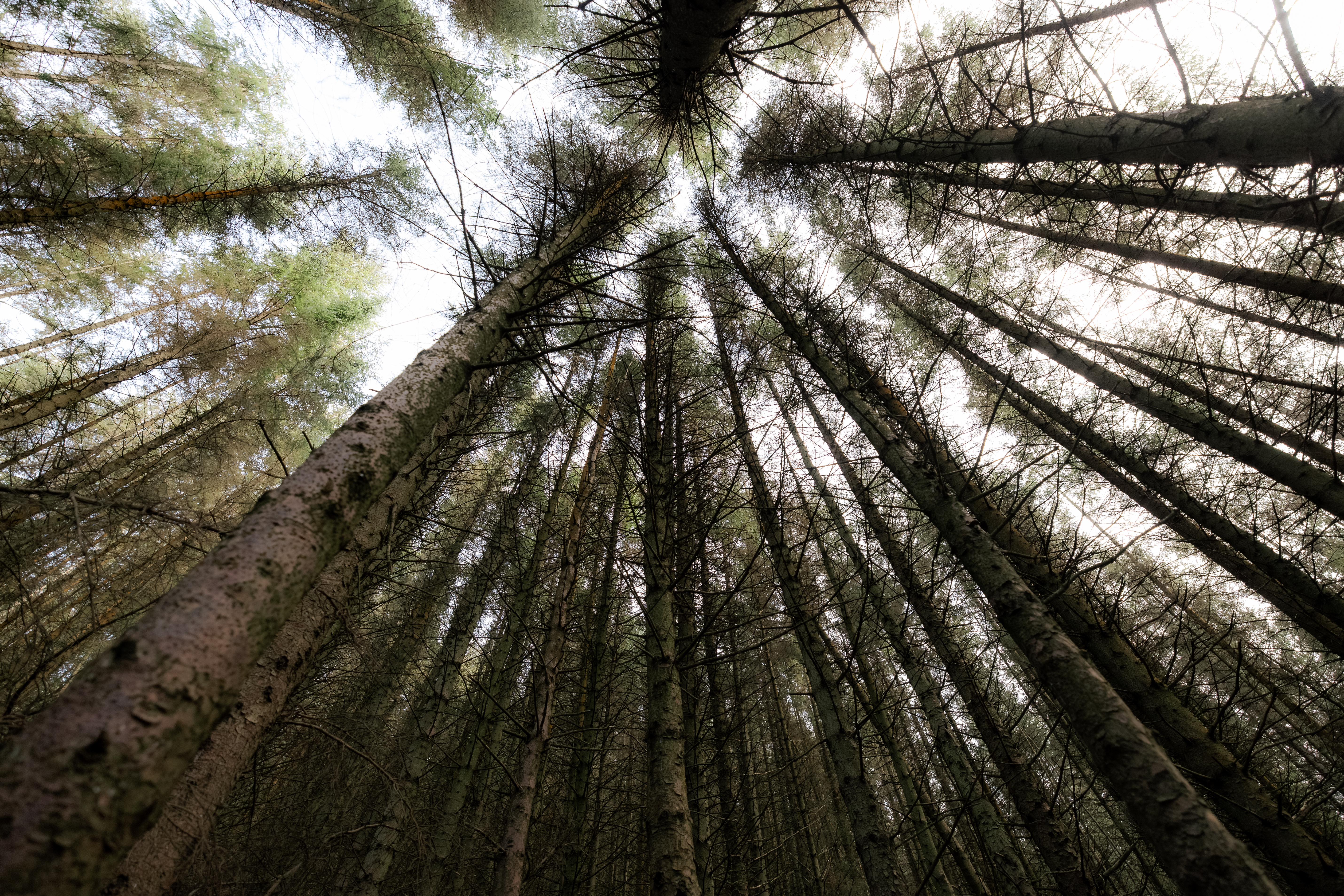 View of tall trees from ground up