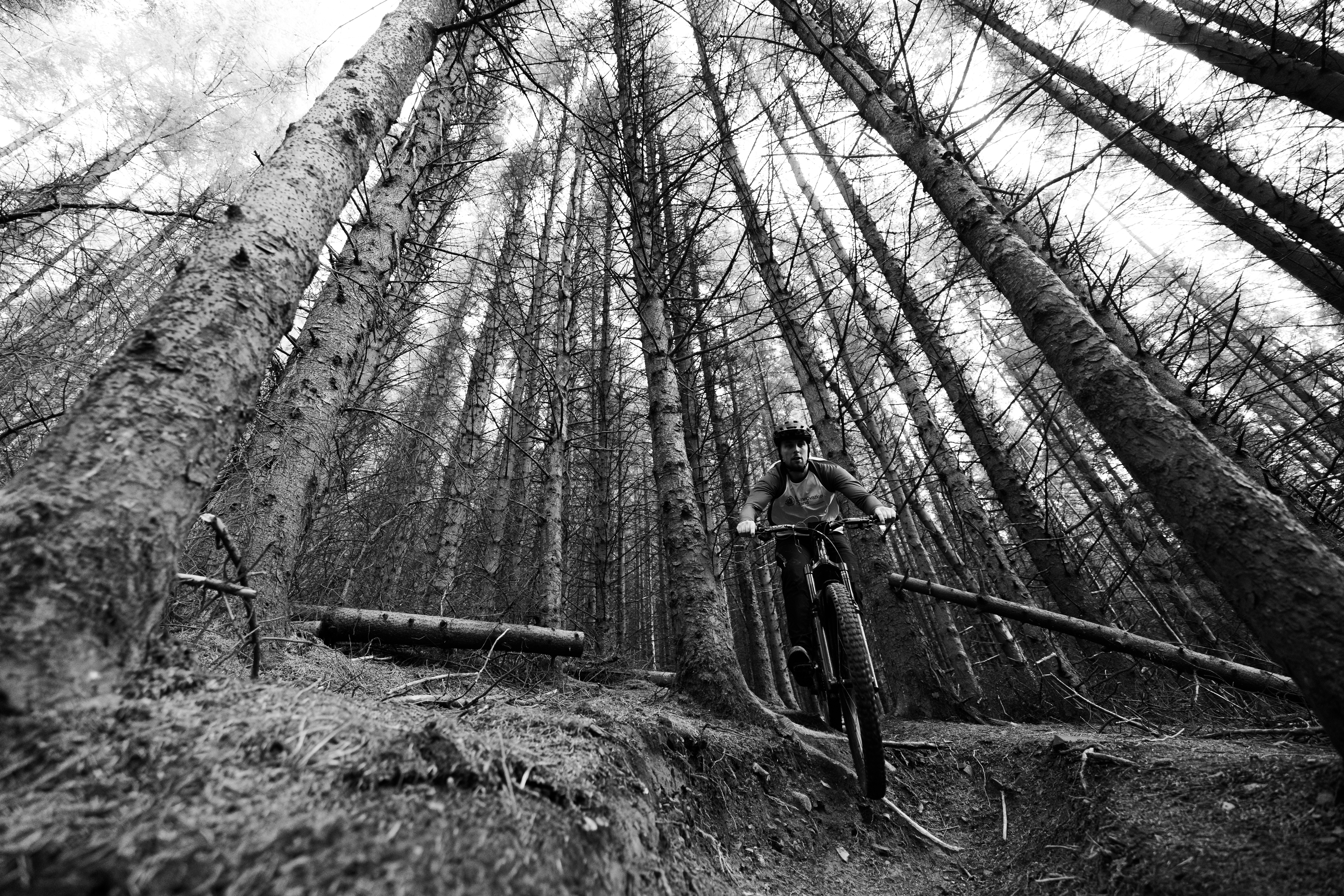 Person riding their bike through the forest with very tall trees around them